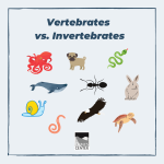 Teach your kids about the difference between vertebrates and invertebrates with this activity!