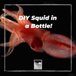 Learn about the giant squid and how to make your very own pet squid in a bottle with this activity.