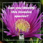 Did you know that this plant commonly found here on the central coast is an invasive species? Learn more about  Carpobrotus edulis in this activity!