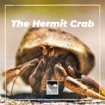 Have you ever seen a hermit crab without a shell? Check out this activity to learn about hermit crabs!