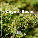 Learn about Coyote Bush with this activity.