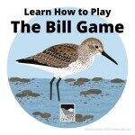 Learn about the Western Sandpiper and how to play a fun game that simulates how they find food with this activity!
