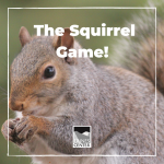 In this game you will use your sense of smell to tell which items are food and which aren't. Play with friends or family and see who would make the best ground squirrel! 
