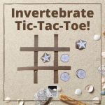 Learn some fun facts about sand dollars and create your own Tic-Tac-Toe set with this activity. 