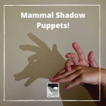 Create a shadow puppet show with the entire family ,and learn about four animals found in California with this activity.