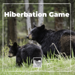 Learn about bears, hibernation, and learn a fun game to play with your family friends.