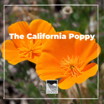 Create your own tissue paper poppy and learn about California's iconic flower with this activity.