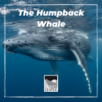 Interested in these gentle giants? Check out this activity to learn more about humpback whales!