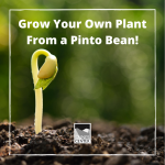 Learn about seed germination and how to grow a plant using beans from your kitchen with this activity!