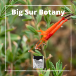 Lean about some very common plants found in Big Sur with this activity!