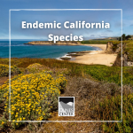 Learn about a invertebrate species that are only found in California with this activity