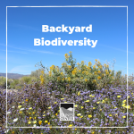 How diverse is your backyard? Learn all about biodiversity and discover just how much biodiversity can be seen in your own yard with this fun, outdoor activity!