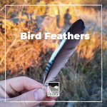 Birds are the only animals on Earth that have feathers! Learn about the function of feathers in this lesson!