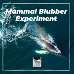 Learn about how marine mammals stay warm in the ocean with this fun experiment!