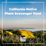 Make a hike more interesting with this scavenger hunt. Take it with you while hiking through the foothills of the Central Coast! 