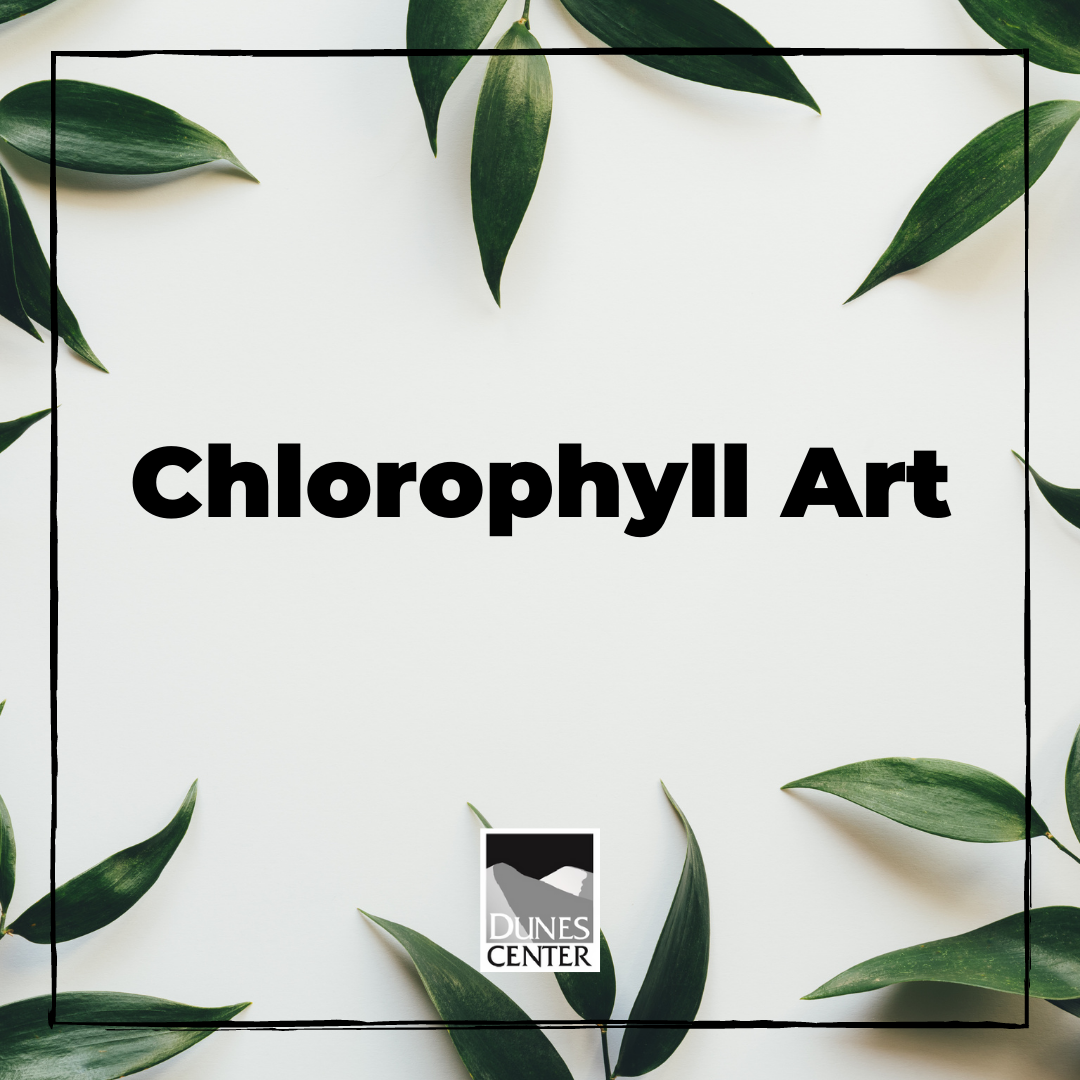 Do you know why plants are green? Find out in our chlorophyll art activity, were you use the chlorophyll from plants to make a painting! 