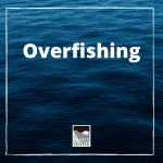Teach your kids about overfishing with this interactive game! The entire family can join in!