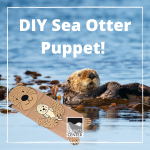 Create your own super cute Sea Otter Puppet and learn some fun facts too!