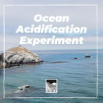 Learn about ocean acidification and conduct an experiment to see how ocean acidification affects seashells with this activity.