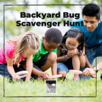 Go on the hunt for some common bugs found in California with today's activity!