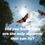 Teach your children about Bats! Using our educational worksheet, teach your kids the facts about bats and the common misconceptions.