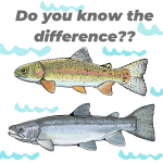 Teach your kids about the difference between Rainbow Trout and Steelhead Trout. 