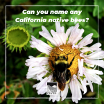 Learn about California Native bees and the anatomy of bees with this educational worksheet.