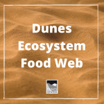 How are owls, snakes, and kangaroo rats all related? Find out in this activity! You will learn about food webs, species, and dunes ecosystems all from the comfort of your home! 