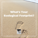 Find out what your ecological footprint is with this activity, and brainstorm ways to help reduce your impact on the environment!