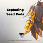 Do you know how plants disperse their seeds? Find out how some plants explode their seed pods to disperse seeds with this activity!