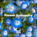 Have you ever noticed how some flowers look perfect? This is not just a coincidence! Download this activity to learn about two types of symmetry found in flowers.
