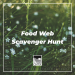 Get outside and learn about how every organsim is connected. This scavenger hunt will teach you kids about decomposers, producers, and consumers. 
