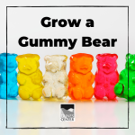 Learn about osmosis in this activity and grow your own gummy bears! In this 24-hour long experiment, watch as gummy bears fill up with water before your eyes!
