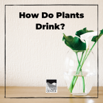 Have you ever wondered how a plant drinks its water? Plants drink water just like humans do, see how in this experiment!