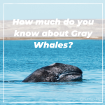 Learn about the Gray Whale and its annual migration from the Arctic down to the lagoons in Baja. 