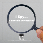 This activity will test your knowledge of vertebrates and invertebrates, while also testing you’re your skills of observation and perception! Search for all of the California vertebrates in this I Spy activity! 