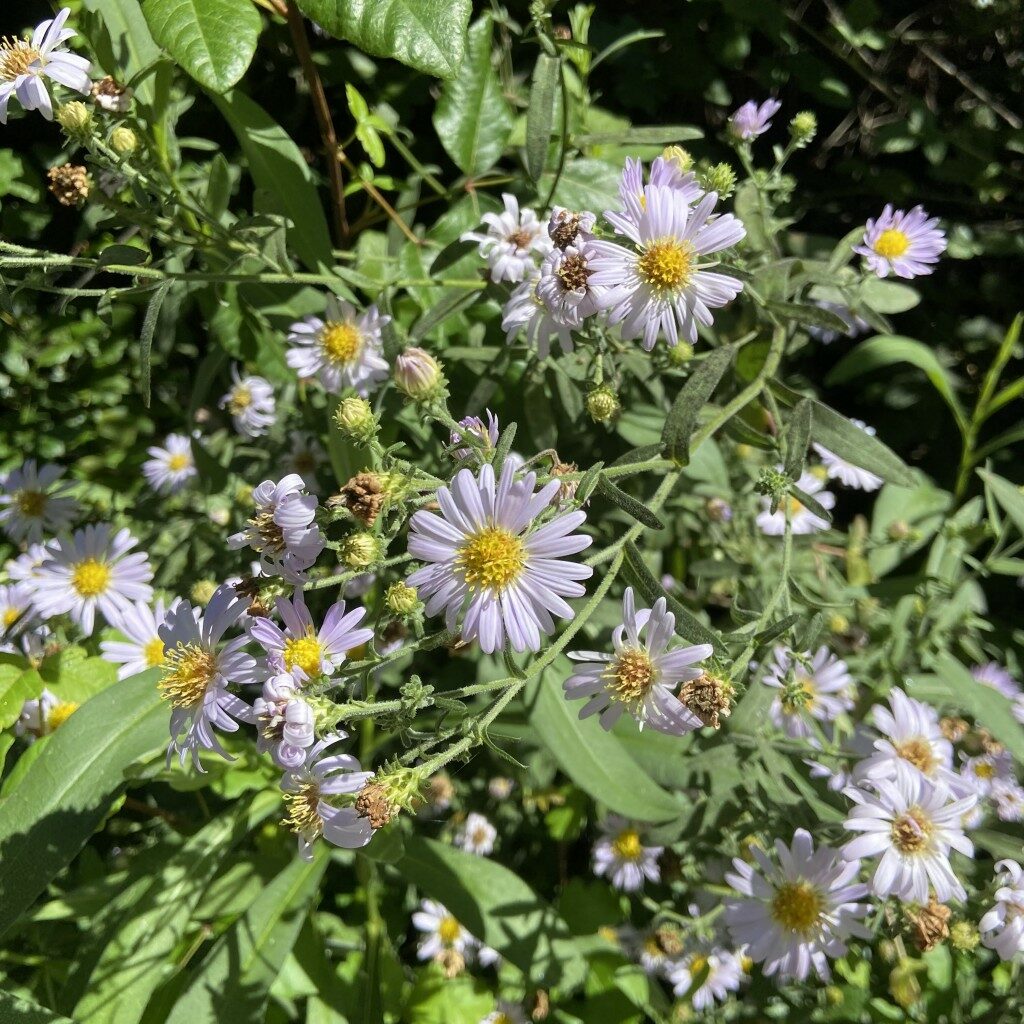 Pacific Aster Page