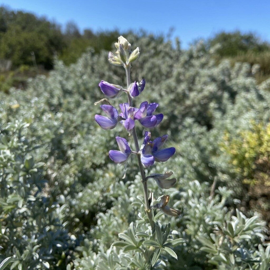 Silver Dune Lupine