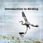 Did you know that the Central Coast is known for its birding? With this lesson, you will be able to learn the basics of birding!