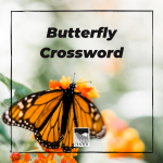 Learn about some common butterflies and then enjoy a fun butterfly themed crossword.