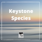 Learn what a keystone species is and why they are so important in this fun and informational activity. 