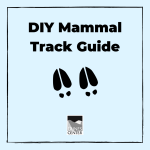 Can you identify mammal tracks on a hike? With this activity, learn about four very common mammal tracks and make your own DIY guide to bring with you on a hike or hang up as art!