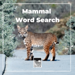 This fun word search is a perfect game for the entire family. Try and find all 8 words in this activity and have the opportunity to draw your favorite mammal!