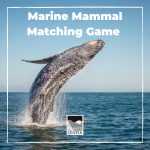 Study different types of marine mammals and then play a fun mammal card matching game!