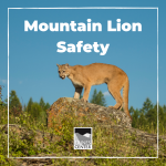 Have you ever come across a mountain lion? In this activity, learn all about the mysterious mountain lion and what to do if you come across one on a hike!