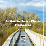 Can you name some of the most common native plants on the Central Coast? If not, don’t worry! This lesson will teach you! Use these pre-made flashcards to test your knowledge.