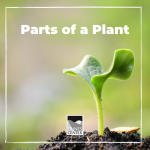 Did you know that there are around 400,000 species of plants on Earth? Learn about the different parts of plants and how they function in this activity!