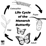 Print out this awesome illustration of the life cycle of the Monarch Butterfly to teach your children about one of nature's most incredible transformations!