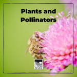 Pollination is a very important step in the reproduction of plants and can't be done without insects like bees and butterflies. Learn about the relationship between plants and pollinators in this fun and yummy activity! 