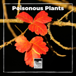California has many different types of plants, but did you know that some of them are actually poisonous? Whether they are toxic to humans, animals or leave a rash if you touch them, there are some plants that should be avoided when hiking! Learn about a few of California's toxic plants in this identification activity.